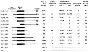 Wildlife problems on your property? Functional Domains In Cyclin D1 Prb Kinase Activity Is Not Essential For Transformation Oncogene
