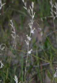 Image result for Sericorema sericea