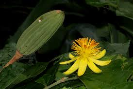 Image result for Glyphaea