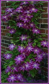 Elongated, leathery leaves are attractive all year and the plant is smothered in fragrant white flowers in spring. 54 Garden Vines Zone 9 Ideas Vines Garden Plants