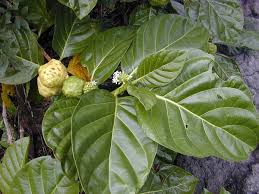 Image result for Morinda