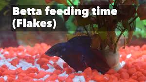 Feeding Flakes For Betta Purple Love Youtube