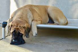 Rule out medical causes such as parasites, infection, allergies or endocrine imbalances. Dog Elbow Callus Are They Inevitable Or Preventable