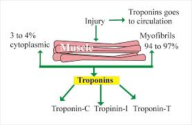 what is normal troponin level reference range and