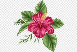 See rose sketch stock video clips. Pink Hibiscus Flower Painting Flower Drawing Tropics Hawaii Flower Watercolor Painting Herbaceous Plant Png Pngegg