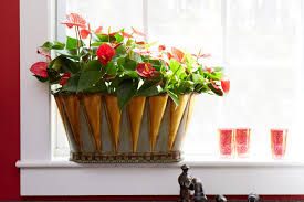 Whether you're looking for an indoor flowering plant to add a pop color or a plant that can survive low light, justin hancock, head of brand marketing at costa farms, shares his top picks for the best houseplants to hang in every room of your house—including that tricky corner no other plant seems to tolerate. Best Indoor Plants For Every Room Hgtv