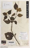 Image result for Triumfetta cordifolia