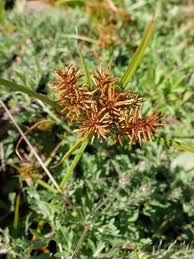 Image result for Cyperus sp.no.8
