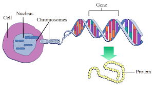 Bio 160 chapter 12 flashcards | quizlet the other genes found on the pglo plasmid. Hudson Isd Hudson Middle School Genetics