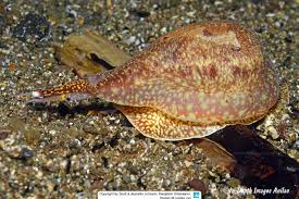 Image result for Ficus scassellatii