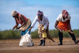 Image result for Crabbea cirsioides