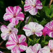 We did not find results for: Four O Clock Seeds For Sale Mirabilis Perennial Flowers Clock Flower Four O Clock Flowers Perennials