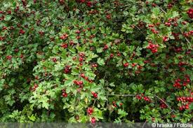 27 Winterharte Bluhende Straucher Fur Den Sonnigen Standort Gartendialog De In 2020 Winterharte Pflanzen Winterharte Pflanzen Garten Winterhart