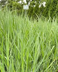 Image result for Panicum hochstetteri