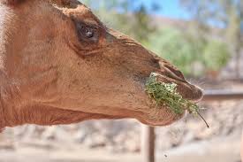 Every trader wants to buy. Camel Eat Straw Free Photo On Pixabay