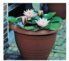 As an amazon associate i earn from qualifying purchases. Nooelec Seeds India Pot Dwarf Lotus Flower 15 Seeds Pack Grow In All Seasons Indoor Or Outdoor Both Best For Decoration Amazon In Garden Outdoors