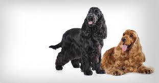 Image result for anglický barvář