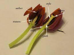 Flower Dissections Tulips And Daisies Classic Housewife Plant Lessons Flower Structure Plant Science