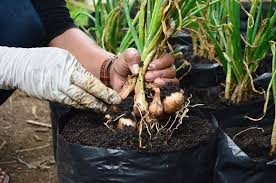 Bawang merah atau dalam bahasa latin allium cepa l merupakan salah satu jenis sayuran yang memiliki cita rasa sangat identik, serta menjadi salah satu produk sektor pertanian yang bagaimana caranya? Panen Bawang Di Pekarangan Mengapa Tidak