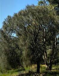 Image result for Casuarina verticillata