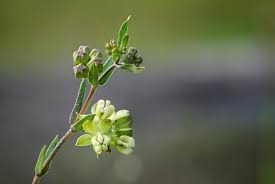 Image result for Asclepias longissima