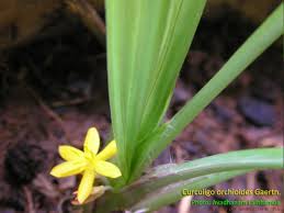 Image result for Curculigo pilosa