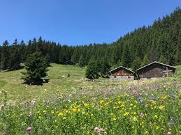 Osez la montagne en été en séjournant au sein de nos résidences odalys et profitez de nos services de qualité : Pourquoi Choisir La Montagne Plutot Que La Plage L Ete Montagne Vacances