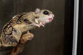 あにまるまにあ on twitter squirrel animals hamster