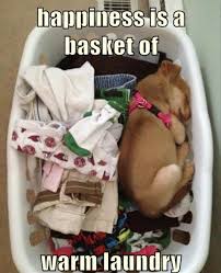 My Belle Used To Lay In My Piles Of Laundry Cute Animals Funny Animal Pictures Funny Dog Pictures