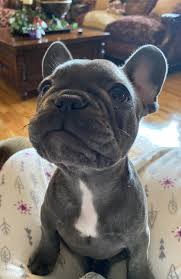 Welcome to blessed bulldogs today and see our wide range of beautiful healthy and purebred french bulldog puppies for sale our akc champion bloodline puppies are raised in our home, are. French Bulldog Puppies For Sale Barbourville Ky 322577