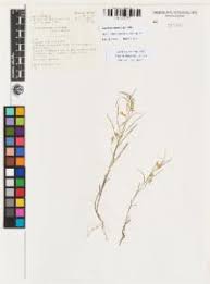 Image result for Afrohybanthus enneaspermus