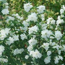 It is moderate in size, reaching up to 4 feet tall. Illuminati Arch Mockorange Philadelphus Coronarius Proven Winners