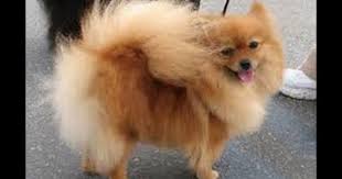 الكلب الذكى يقود Dog Breeds Toy Dog Breeds Pomeranian Dog