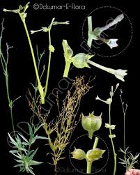 Image result for Kohautia