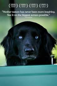 The biggest little farm follows two dreamers and their beloved dog when they make a choice that takes them out of their tiny l.a. John Chester S Documentary The Biggest Little Farm Gets A Trailer Film Pulse