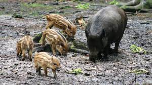 Invasi melalui lautan dari babi hutan ini membuat kita putus asa karena populasi binatang itu semakin meningkat di melaka, sebut norhizam dalam pernyataannya. Babi Hutan Spesies Yang Mulai Kehilangan Predatornya Greeners Co