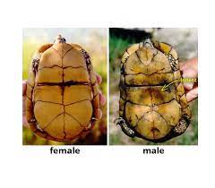 Watch the video explanation about how to tell if a turtle is male or female online, article, story, explanation, suggestion, youtube. How Can You Tell If A Turtle Is Male Or Female