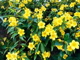 We did not find results for: 20 Best Flowering Vines Best Wall Climbing Vines To Plant