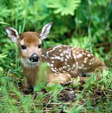 How To Help Injured Wildlife Animals Beautiful Animals Cuddly Animals