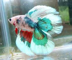 To be honest, trying to figure this out can be kind of confusing. Betta Buddy On Twitter Fancy Double Tail Betta Betta Fish Http T Co 5gsqvzi7iy