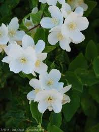 Wild Syringa Syringa Flowering Trees Flowers