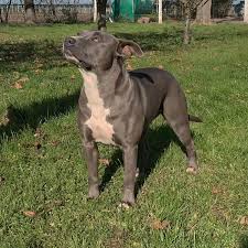 Beautiful lilac american bandogge puppy available. Allevamento Pitbull Terrier Red E Blue Nose In Italia Pitbull Forest House