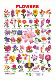 Check spelling or type a new query. 15 Flowers Name And Images In Hindi Top Collection Of Different Types Of Flowers In The Images Hd