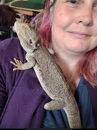 What live plants are safe for a bearded dragon enclosure?