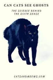 Can Cats See Ghosts The Science Behind The Sixth Sense Cats And Meows Can Cats See Ghosts Cat Behavior Cat Training