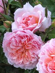 Maybe you would like to learn more about one of these? Rosa Anne Boleyn Beautiful Flowers English Roses Rose