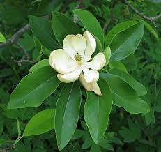 Последние твиты от magnolia baby (@magnoliababy). Sweetbay Magnolia Information How To Grow And Care For A Sweetbay Magnolia Tree