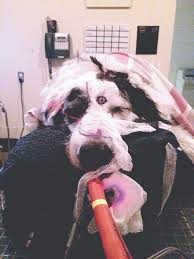 Generally, the average age of onset is between 9 and 12 years of age. Canine Cancer Resources And Hope Whole Dog Journal