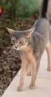 Abyssinian Cat Breed Profile | Petfinder