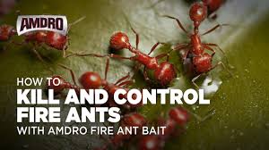Fire ants are sensitive to vibration or movement and tend to sting when the object they are on moves. How To Kill Fire Ants With Amdro Fire Ant Bait Youtube